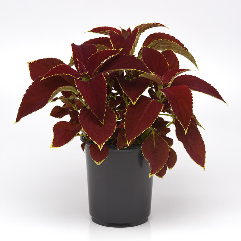 Coleus Premium Sun Ruby Heart Seed