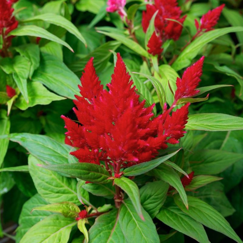 Celosia Flamma Bright Red Seed