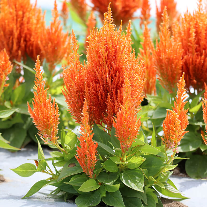 Celosia Flamma Orange Seed