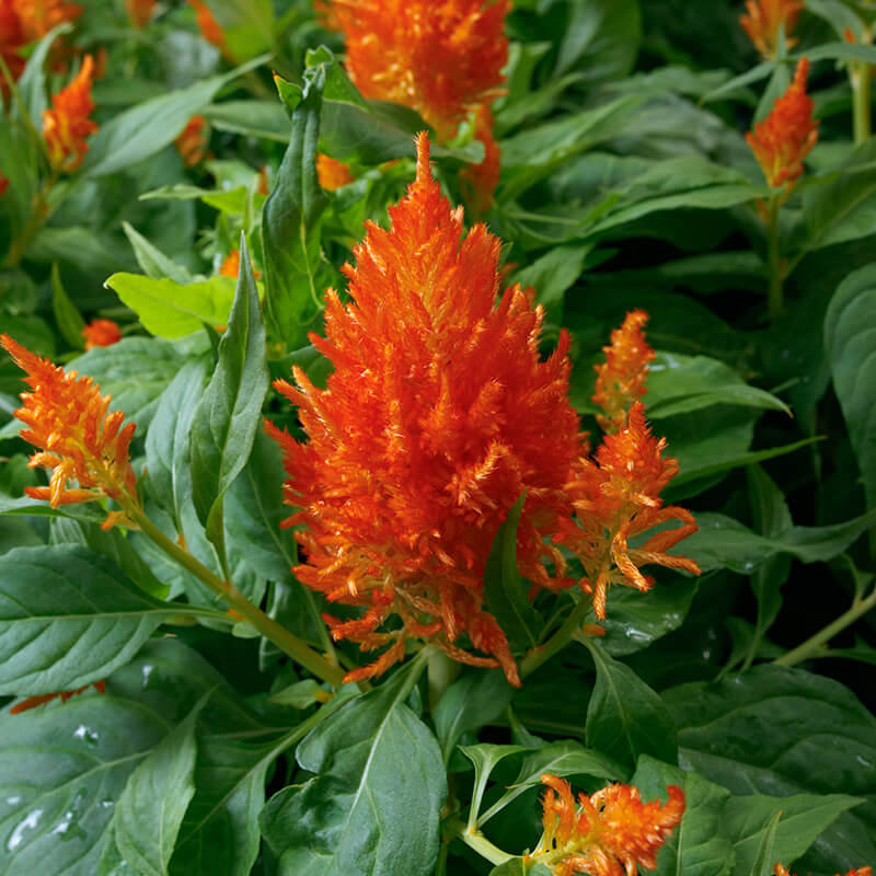 Celosia Flamma Orange Seed