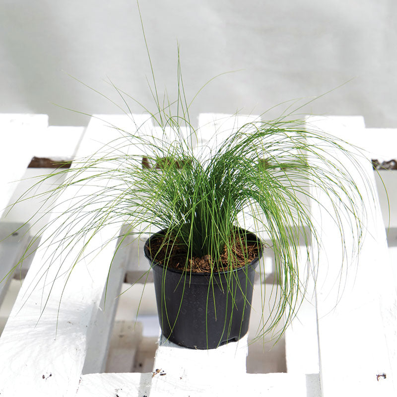 Stipa Pony Tails Seed