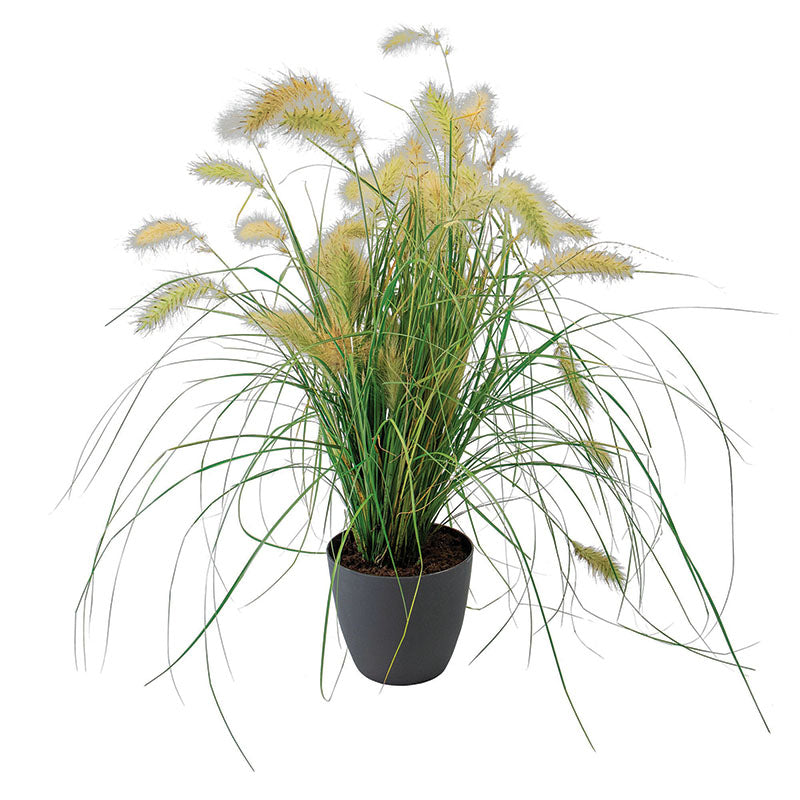 Pennisetum Fluffy Seed