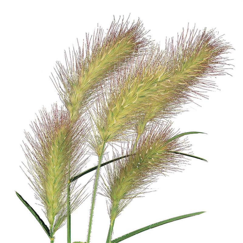 Pennisetum Fluffy Seed