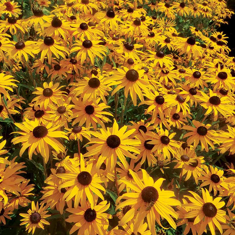 Rudbeckia Goldblitz Seed