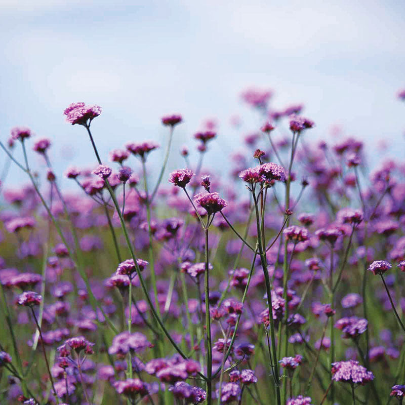 Verbena Vanity Seed