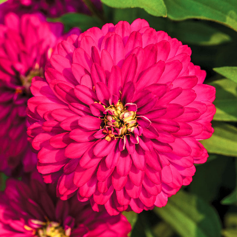 Zinnia Zydeco Cherry Seed