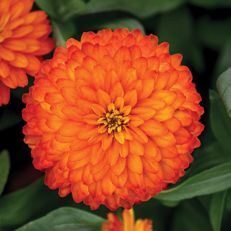 Zinnia Zydeco Fire Seed