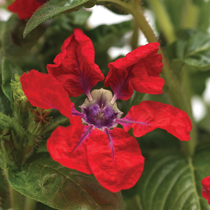 Cuphea Sweet Talk™ Red F1 Seed