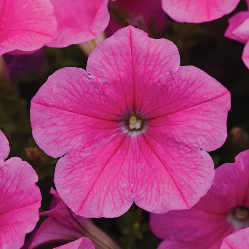 Petunia E3 Easy Wave Sweet Taffy Mix F1 Seed
