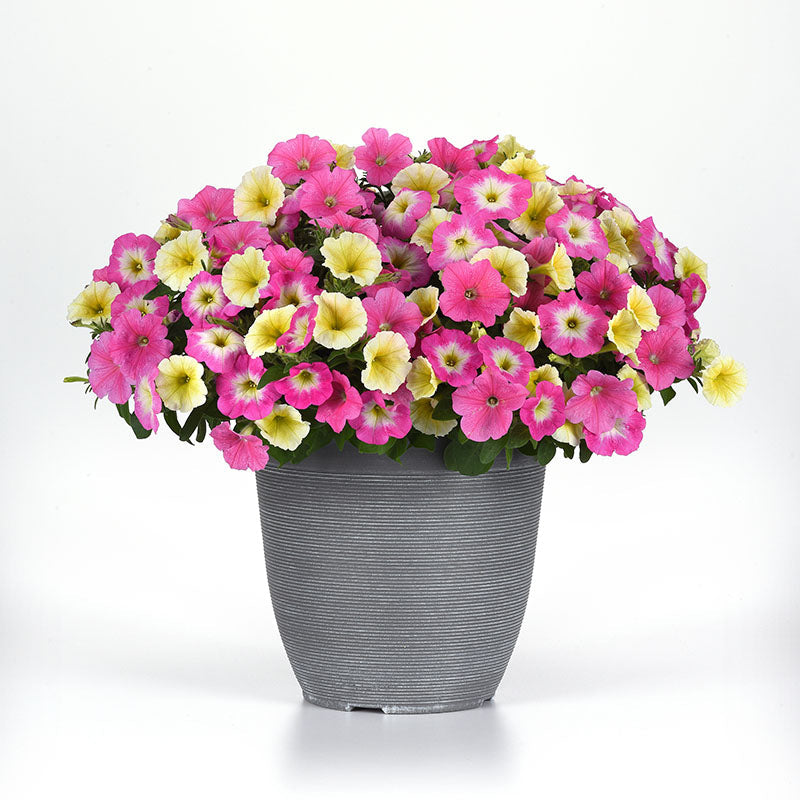 Petunia E3 Easy Wave Sweet Taffy Mix F1 Seed