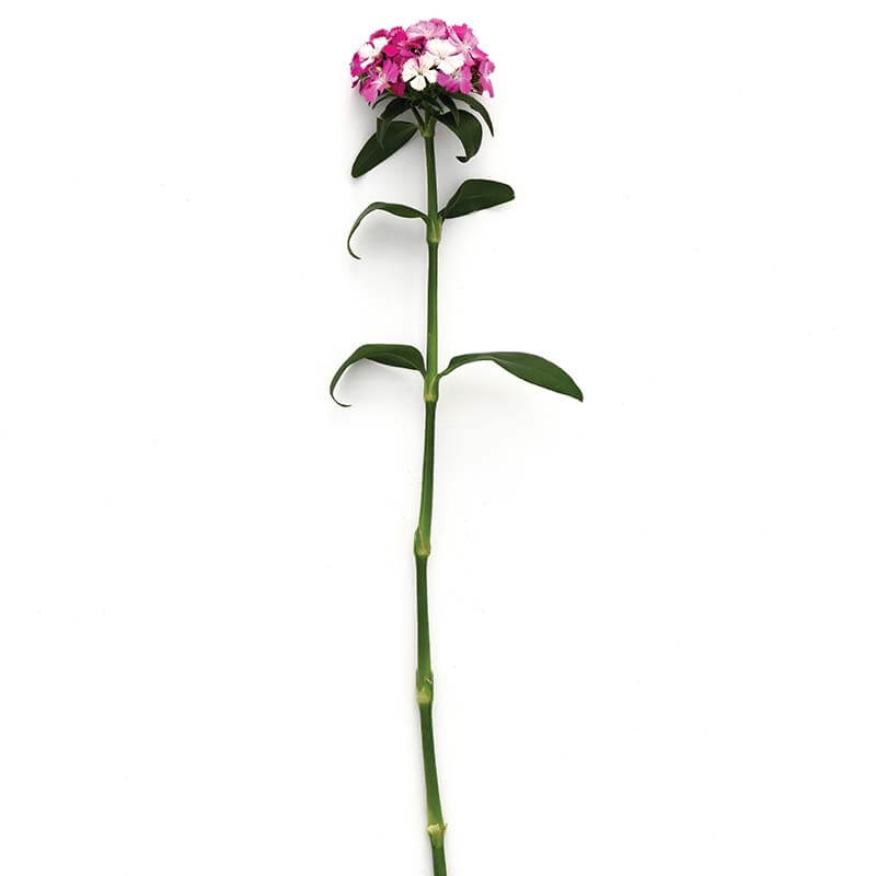 Dianthus Amazon Lavender Magic Seed