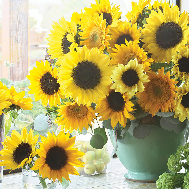 Sunflower Special Cut Flower Mix Seed