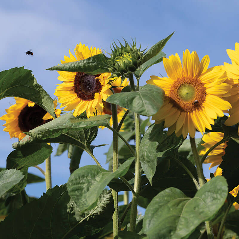 Sunflower Special Cut Flower Mix Seed