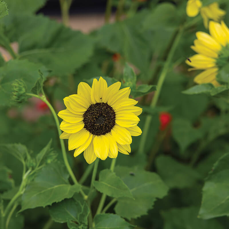 Sunflower Soluna Lemon Seed