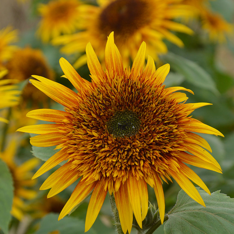 Sunflower Astra Yellow Brown Seed