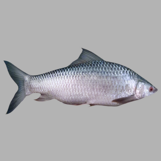 F-Whole Mrigel Fish Regular Cut