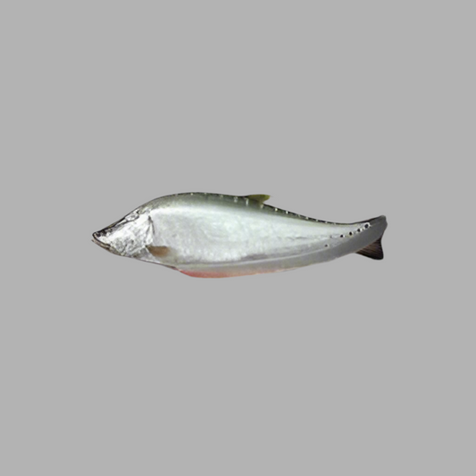F-Whole Chitol Regular Cut