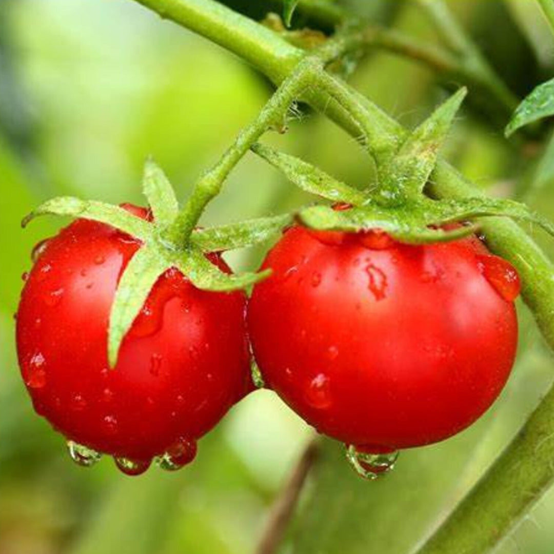 Dwarf Tiny Tim Tomato Seeds 30 Count Heirloom Organic Perfect for Containers and Patio Gardens Heavy Yields