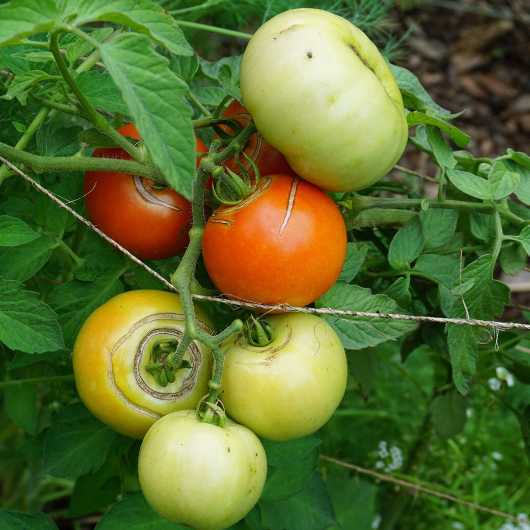 Hawaiian Kewalo Tomato Seeds 20 Count Root Knot Nematode Resistant Heat Tolerant
