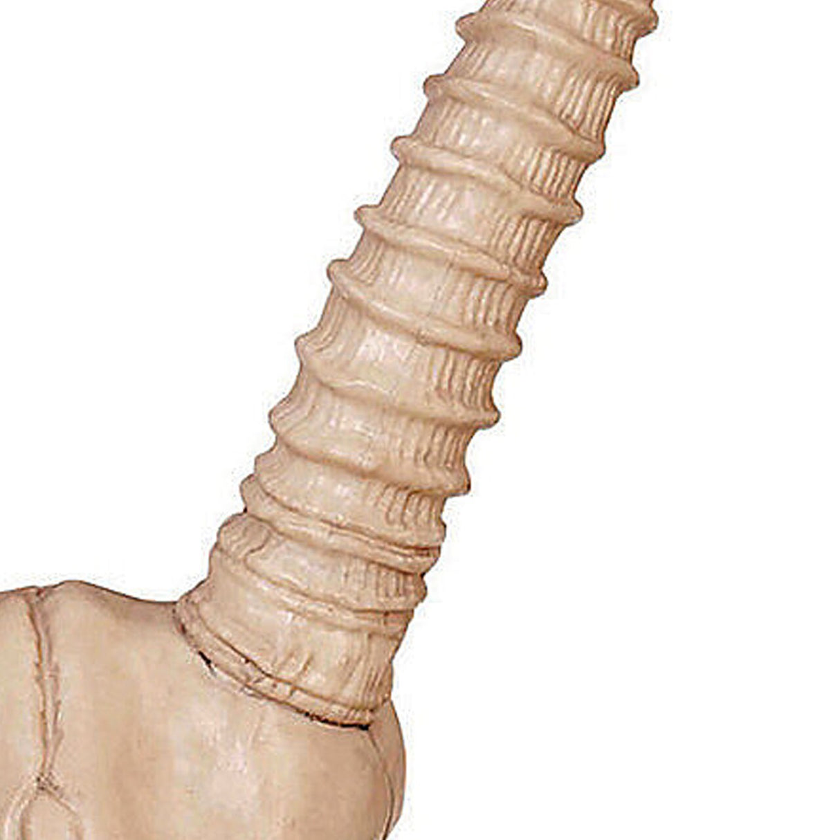 Skeleton Gazelle Head Halloween Decoration, 12" x 18"