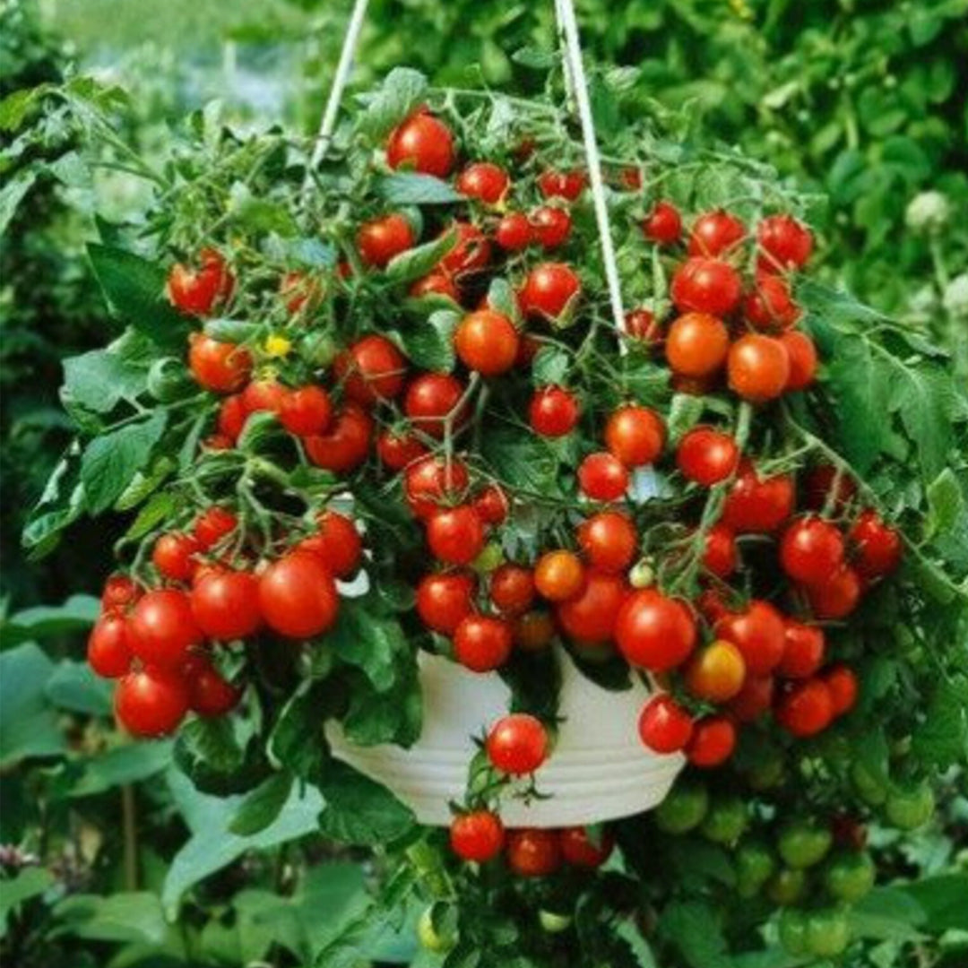 Dwarf Tiny Tim Tomato Seeds 30 Count Heirloom Organic Perfect for Containers and Patio Gardens Heavy Yields