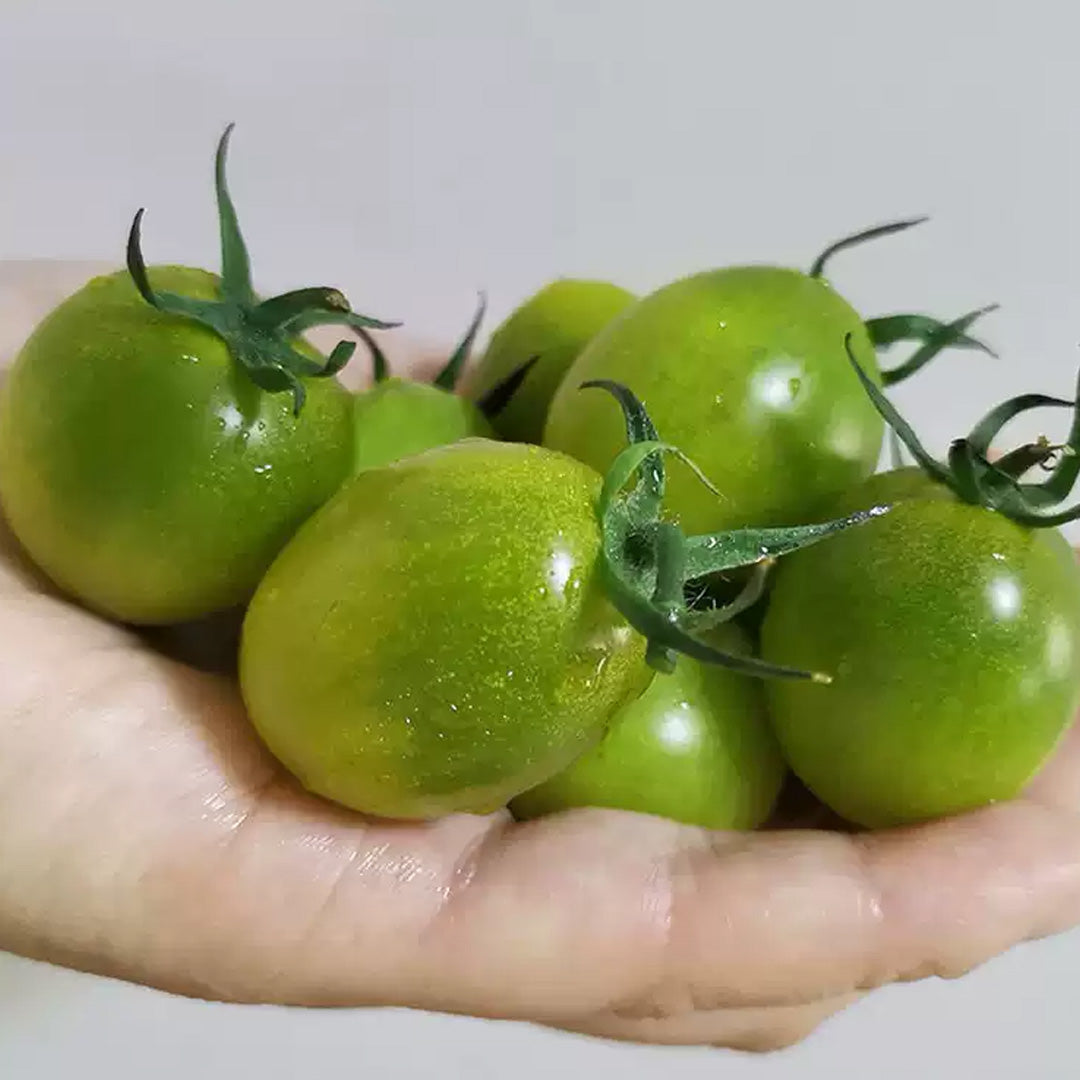 Sungreen Cherry Tomato Seeds 20 Seeds Organic Unique Green Cherry Tomato Variety
