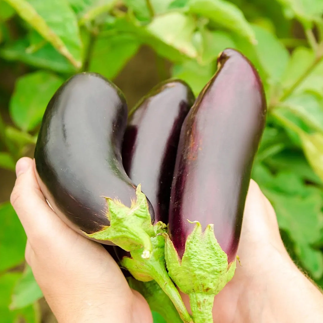 Fingerling Mix Eggplant Heirloom Seeds Good for Containers Patio and Balcony Organic Non GMO