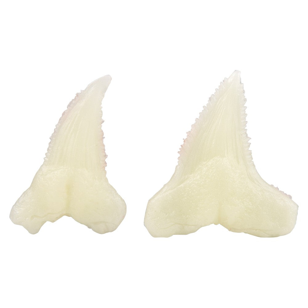 Glow Shark Tooth Fossils Dig Kit