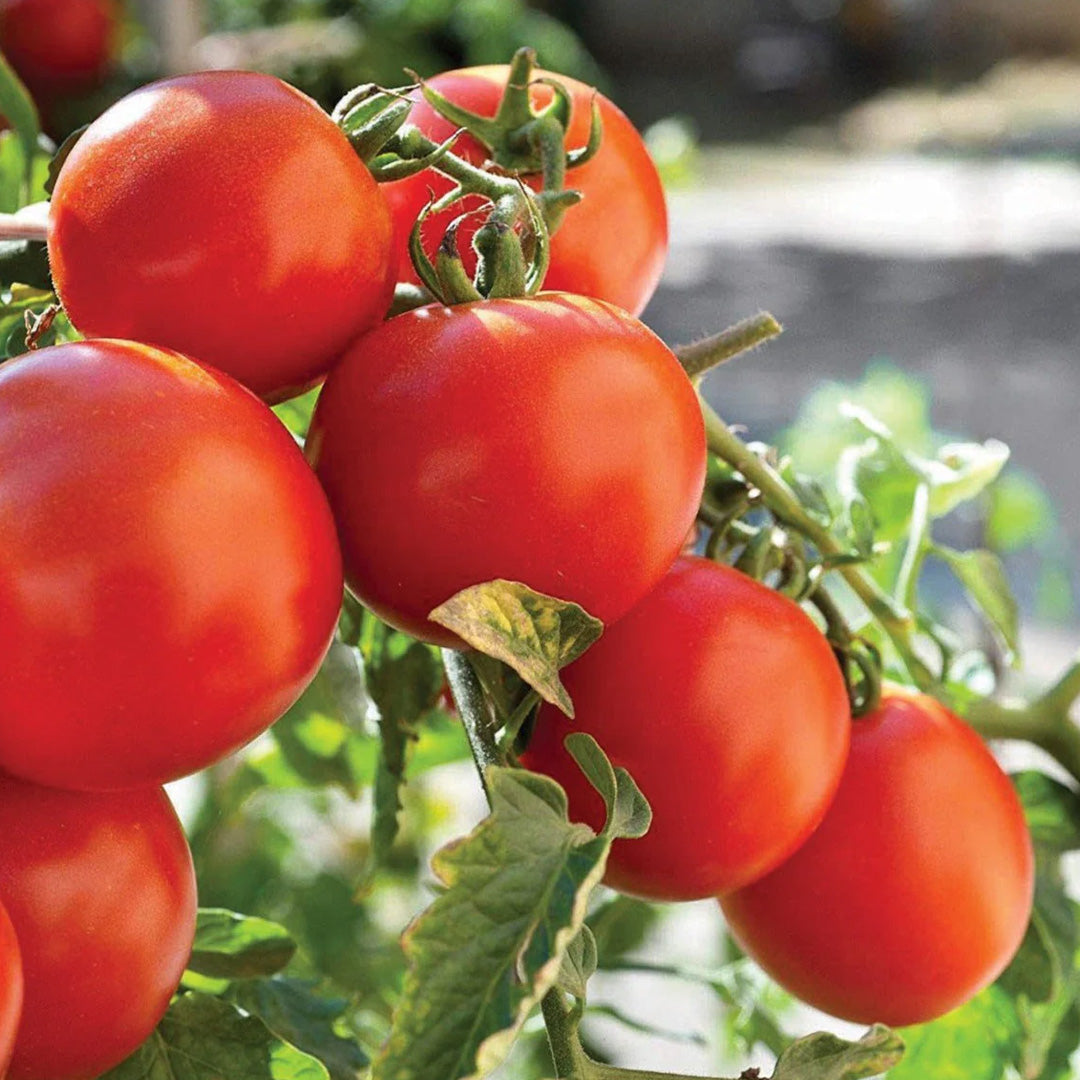 Marglobe Tomato Seeds Organic Non GMO Heirloom Fresh USA Grown Seeds Grow Your Own Tomatoes at Home