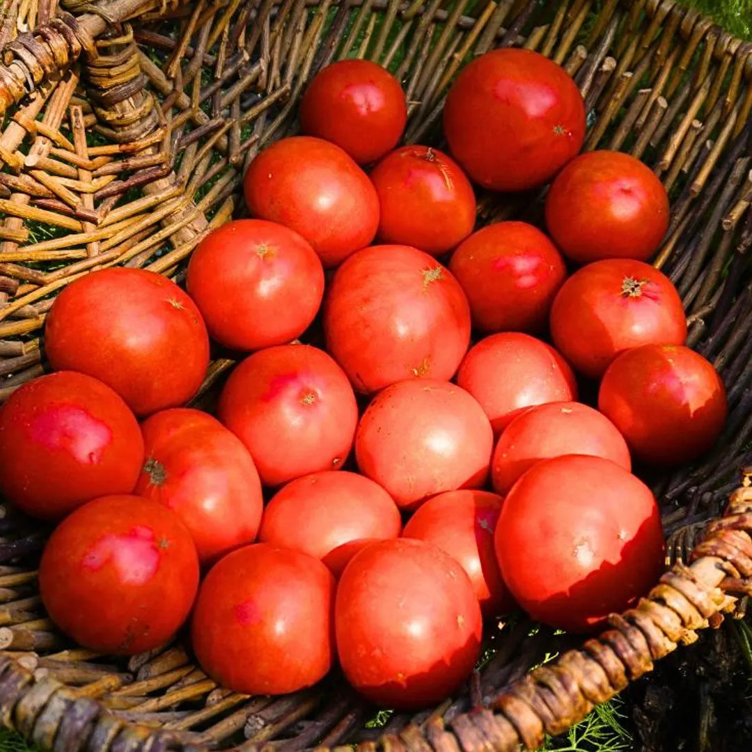 Hawaiian Kewalo Tomato Seeds 20 Count Root Knot Nematode Resistant Heat Tolerant