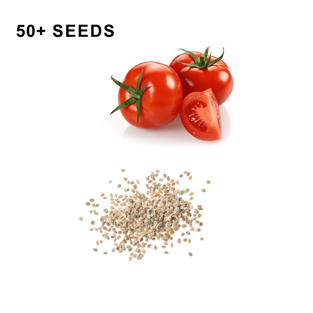 Marglobe Tomato Seeds Organic Non GMO Heirloom Fresh USA Grown Seeds Grow Your Own Tomatoes at Home