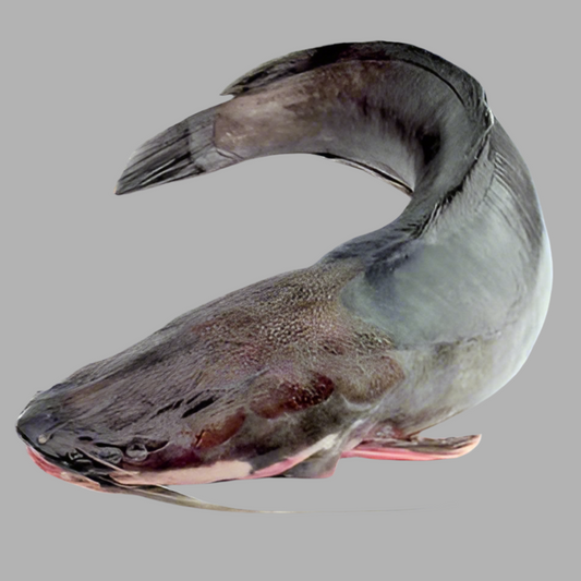 F-Magur Fish Regular Cut