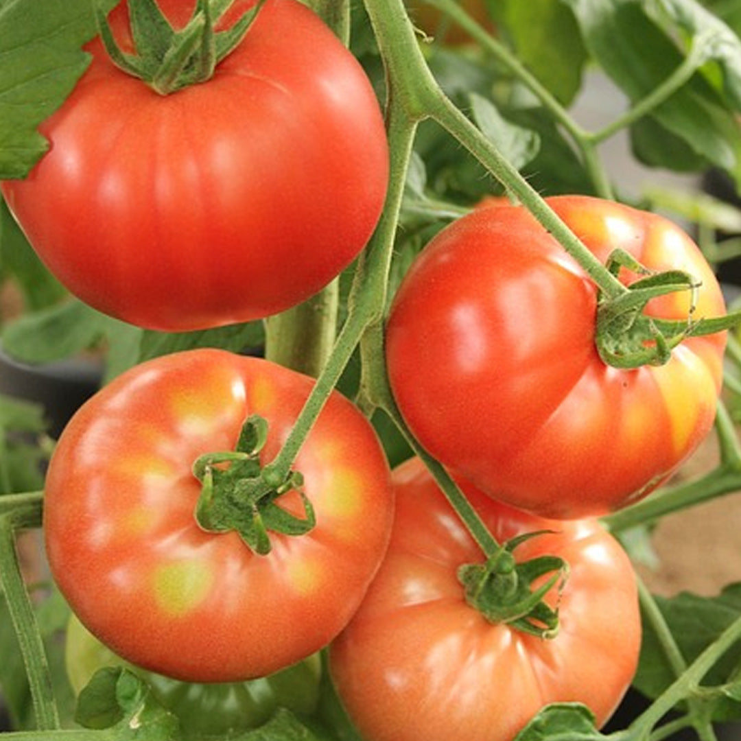 Marglobe Tomato Seeds Organic Non GMO Heirloom Fresh USA Grown Seeds Grow Your Own Tomatoes at Home