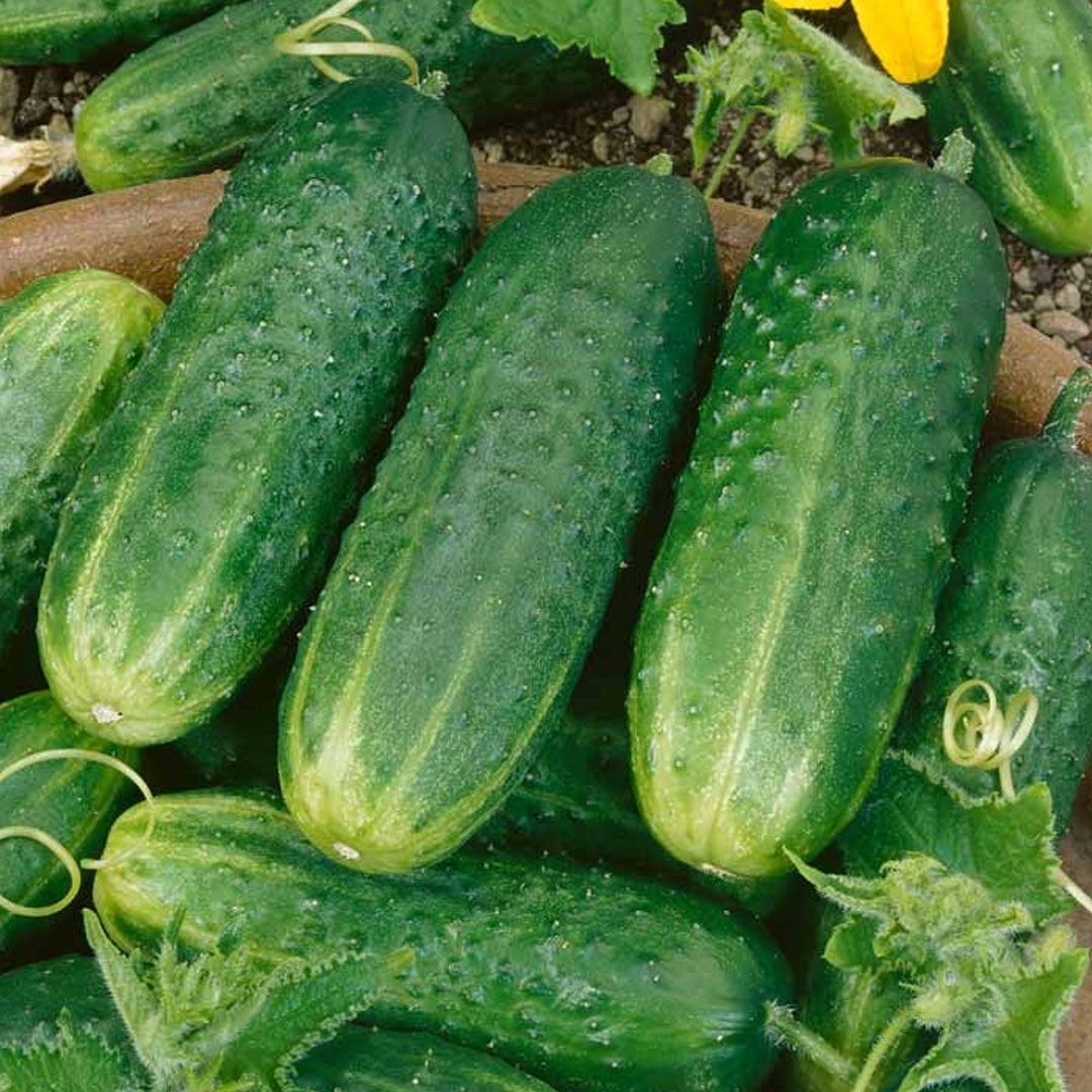Pioneer F1 Hybrid Cucumber Seeds Heirloom Pickling Cucumber High Yield Cucumis Sativus Open Pollinated Non GMO