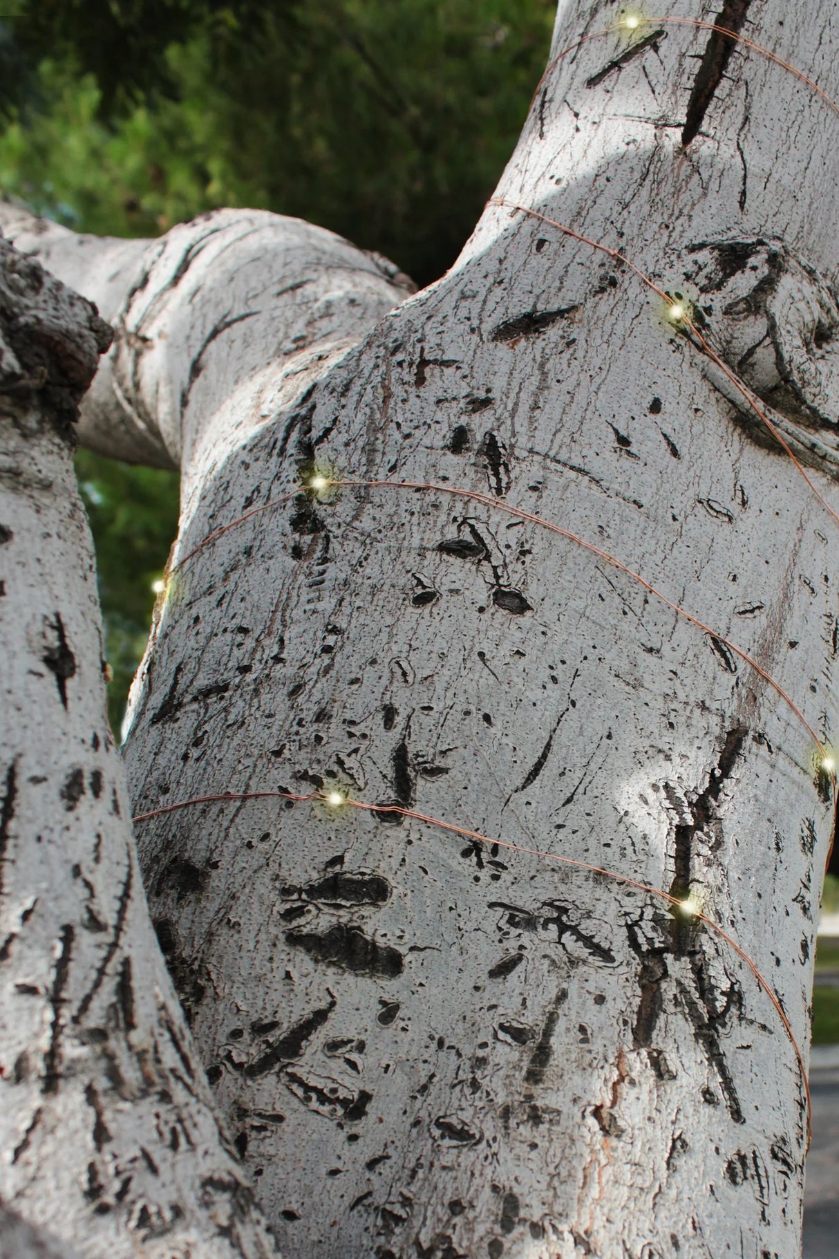 Solar Powered 100 LED Copper Wire Fairy Light – 32 ft