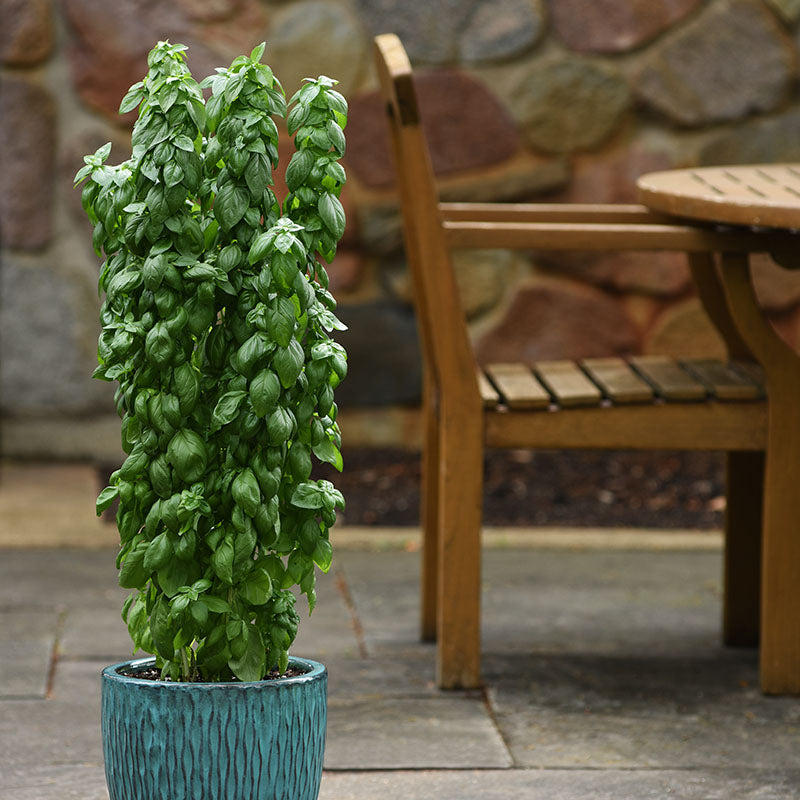 Basil Everleaf Emerald Towers Seed
