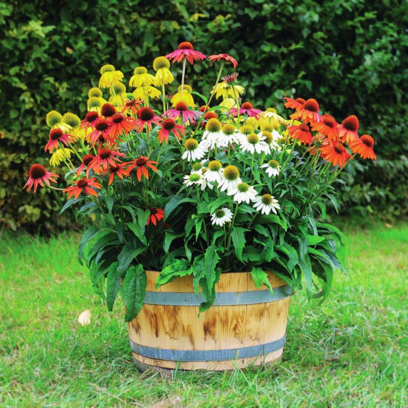 Echinacea Pollynation Mix Seed