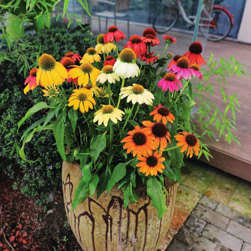 Echinacea Pollynation Mix Seed