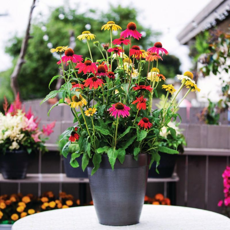 Echinacea Pollynation Mix Seed