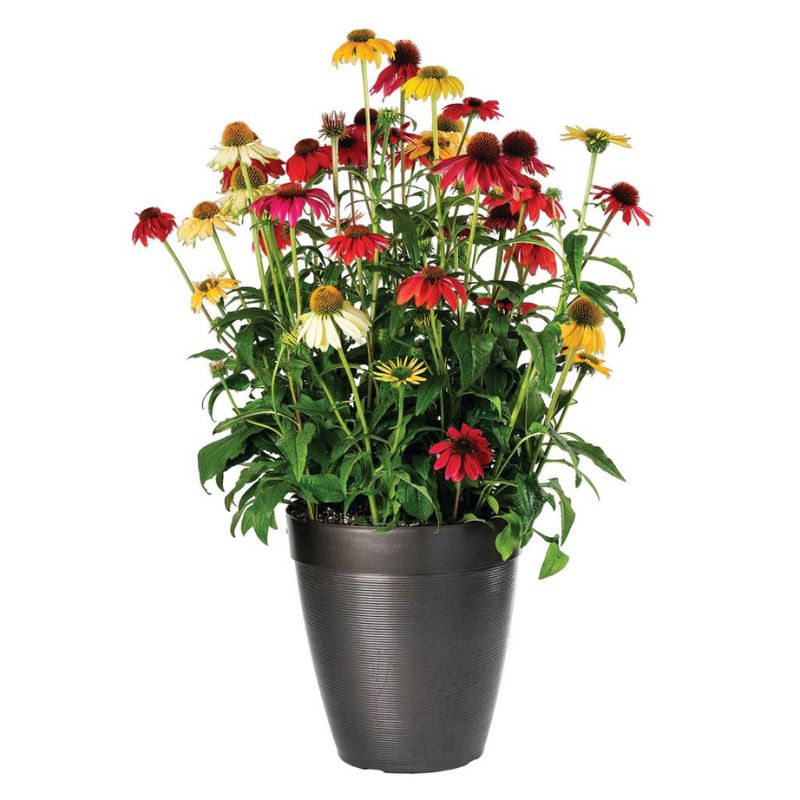 Echinacea Pollynation Mix Seed