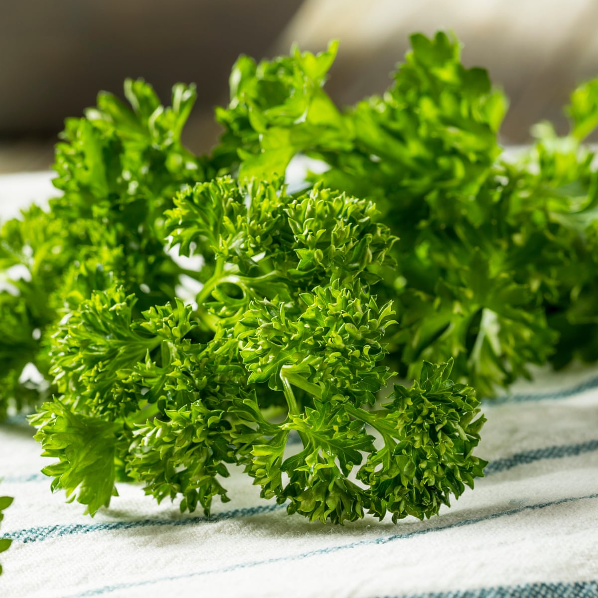 Curly Parsley (American)