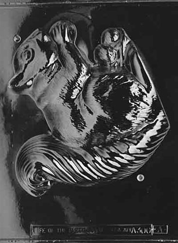 3D Jumbo Squirrel Chocolate Mold - Side A