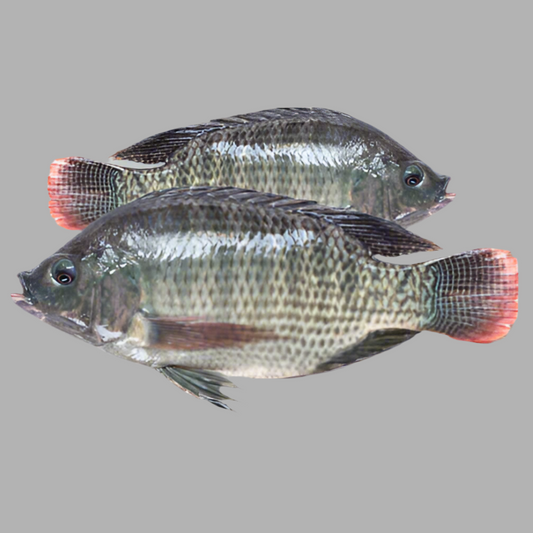 F-Tilapia Fish Regular Cut
