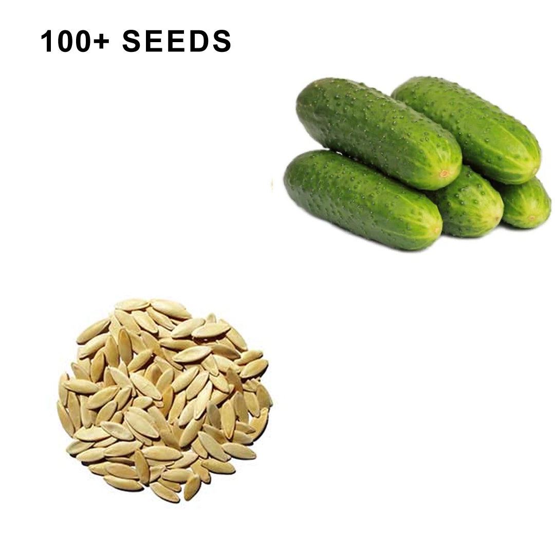 National Pickling Cucumber Seeds Organic and Non GMO Grow Your Own Cucumbers at Home