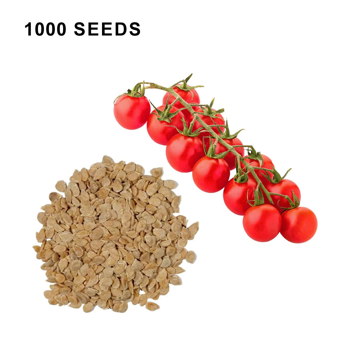 Super Sweet 100 Tomato Seeds Sweet Cherry Tomatoes High Yield Disease Resistant Non GMO Garden Seeds