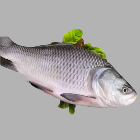 F-Whole Katla Fish Regular Cut