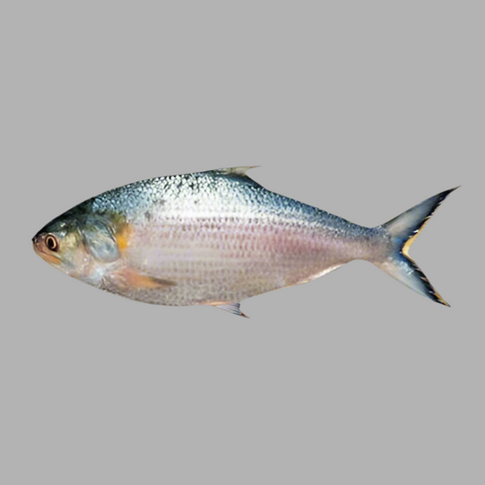 F-Whole Chandpur Hilsa Fish Regular Cut