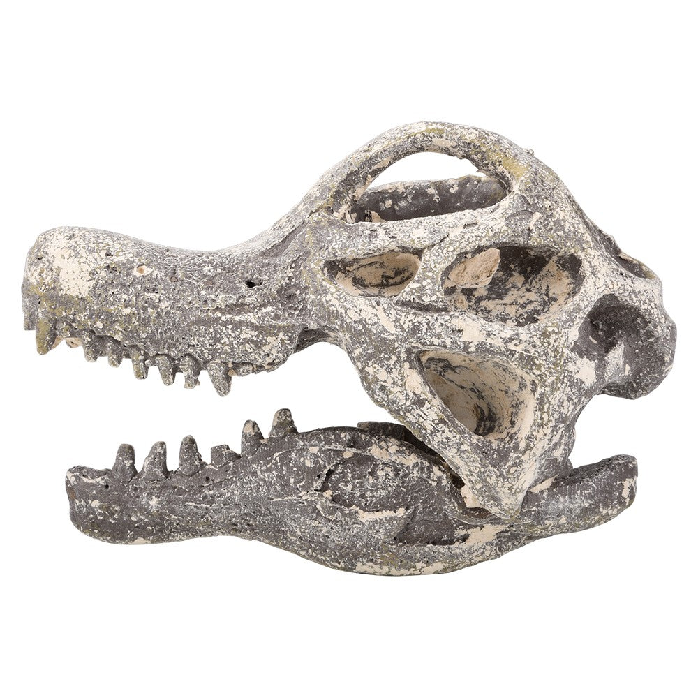 Dinosaur Excavation Brachiosaurus Skull Kit