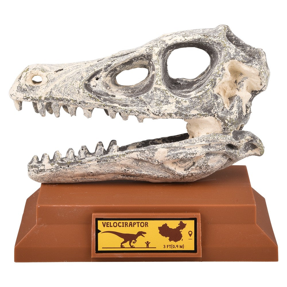 Velociraptor Skull Excavation Kit (1 PC)