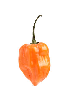 HABANERO PEPPERS